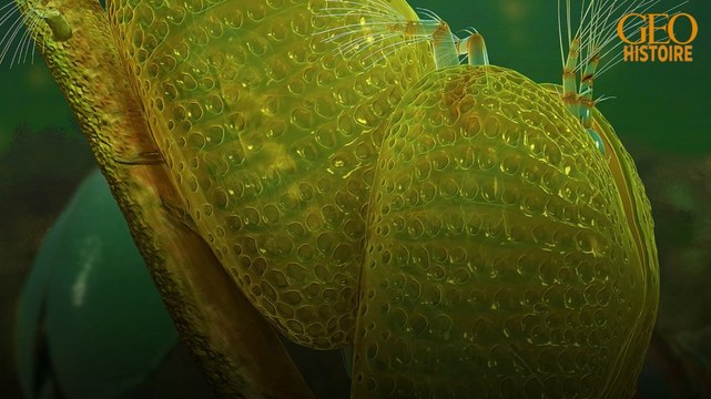 Birmanie : découverte de spermatozoïdes de 100 millions d'années figés dans de l'ambre