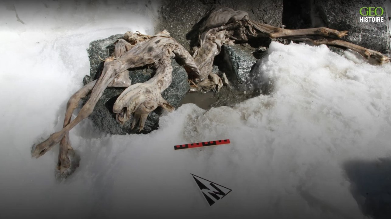 Histoire : un chamois enfoui sous la glace depuis 400 ans découvert en Italie