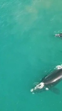 Baleine gifle surfers Tik Tok