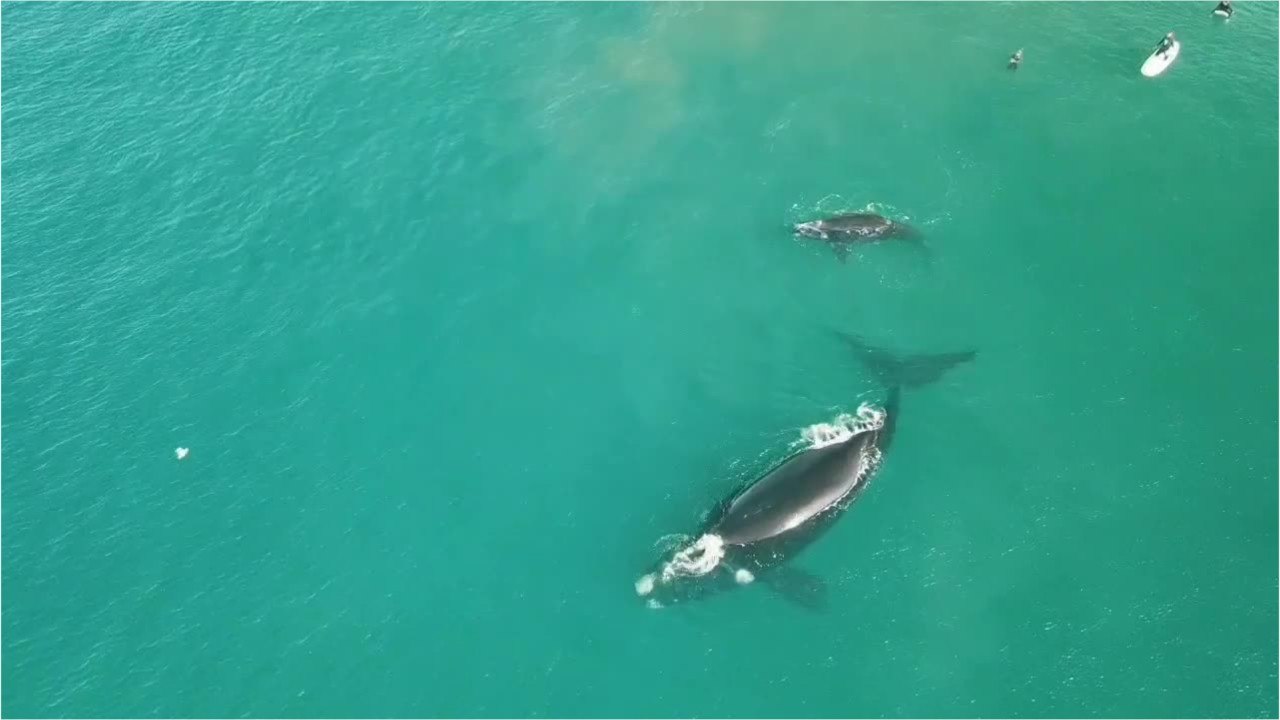 Baleine gifle surfers