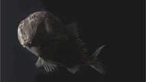 Des scientifiques percent le secret des poissons ultra-noirs des abysses