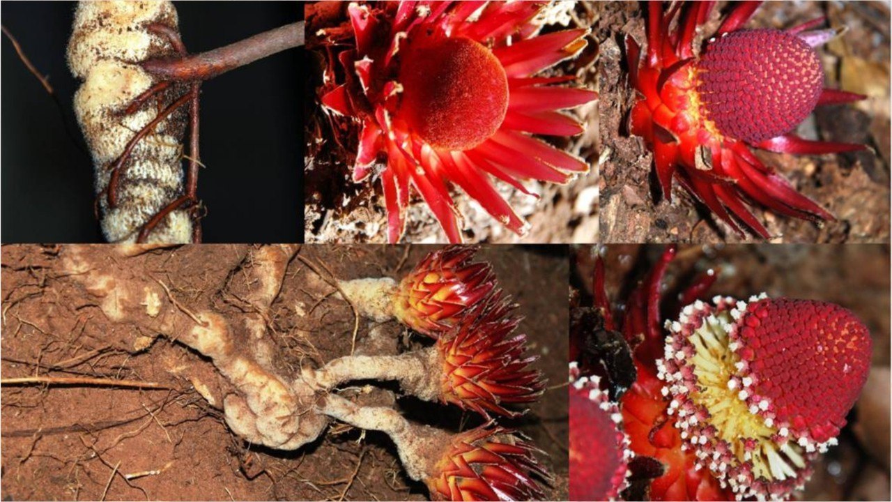 Zoom sur les plantes vampires, ces fleurs mystérieuses qui ne ressemblent à aucune autre