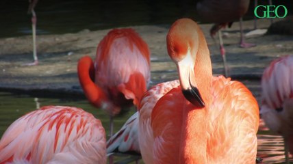 Environnement : une étude révèle que les flamants roses tissent des amitiés durables