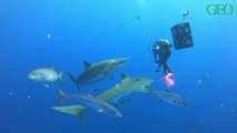 Les images impressionnantes d'une plongeuse venant en aide à un requin