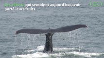 Environnement : Les baleines à bosse font un retour remarquable à travers le monde
