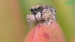 Environnement : un entomologiste identifie sept nouvelles espèces d'araignées paons en Australie