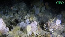 Groenland : des scientifiques découvrent un vaste jardin de coraux à 500 m de profondeur