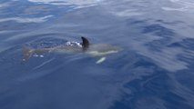 Les dauphins communs bientôt de retour dans la mer Adriatique ?