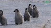Environnement : quelle est la différence entre un manchot et un pingouin ?