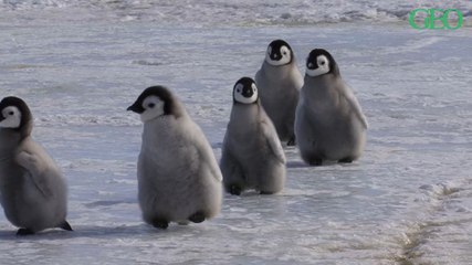 Environnement : quelle est la différence entre un manchot et un pingouin ?