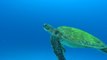 Les tortues marines ont un piètre GPS