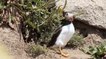 Environnement : à la rencontre des macareux de la réserve naturelle des Sept-Iles en Bretagne