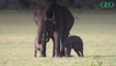 De rarissimes éléphanteaux jumeaux repérés au Sri Lanka ?