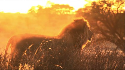 Les lions pourraient empêcher leurs proies de s'adapter au changement climatique