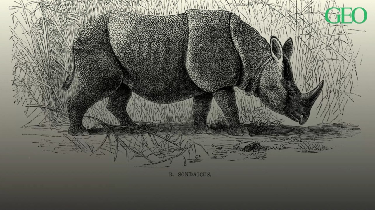 Environnement : les images incroyables d'un rhinocéros de Java jouant dans la boue