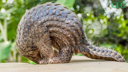 La Chine retire le pangolin de sa pharmacopée traditionnelle