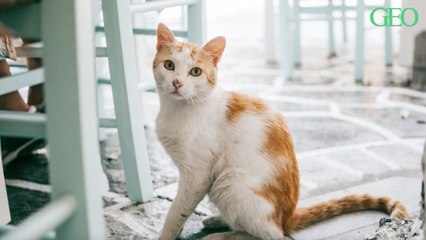 Grâce au confinement, les adoptions d'animaux s'envolent aux Etats-Unis