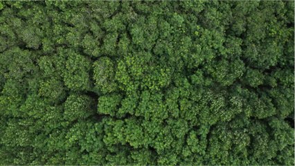 Les arbres deviennent de plus en plus petits avec le changement climatique