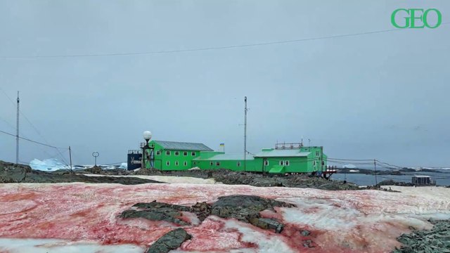 Environnement : en Antarctique, la neige devient rouge sang à cause du réchauffement climatique