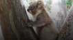 Les koalas boivent en léchant l'eau présente sur les troncs d'arbres