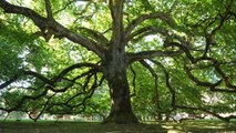 Bande-annonce du documentaire Les Arbres Remarquables - Un patrimoine à protéger