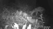 La famille de renards du Père-Lachaise continue de profiter du cimetière avant le déconfinement