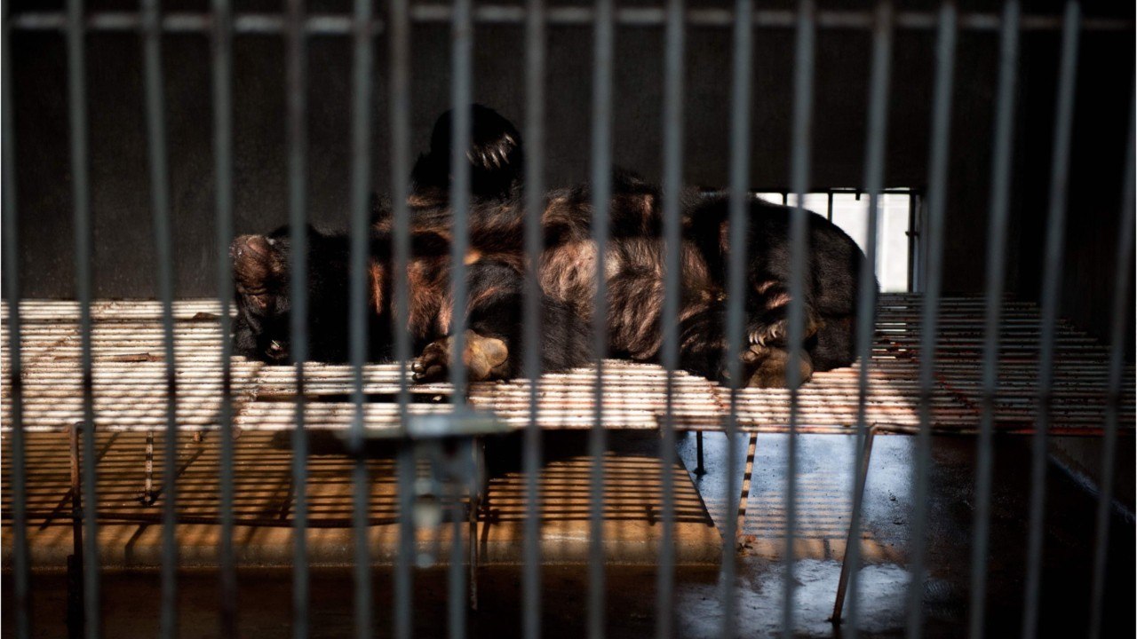 Chine: l'ours et sa bile sacrifiés sur l'autel du coronavirus