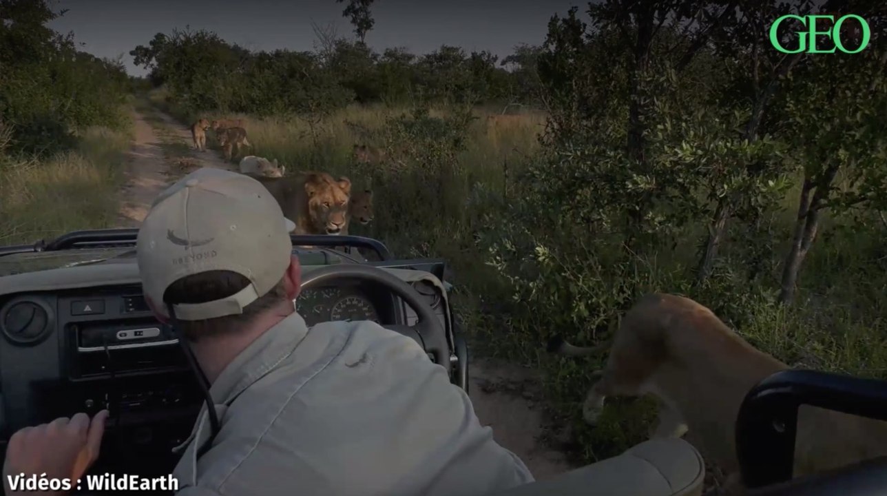 Confinement : des safaris en direct depuis votre canapé !