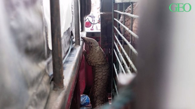 Covid-19 : des souches similaires de coronavirus ont été découvertes chez des pangolins