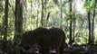 Environnement : au Brésil, un projet pour repeupler la forêt atlantique de jaguars