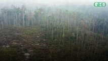 Déforestation : 420 millions d’hectares de forêt ont été perdus depuis 1990