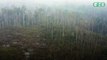 Déforestation : 420 millions d’hectares de forêt ont été perdus depuis 1990