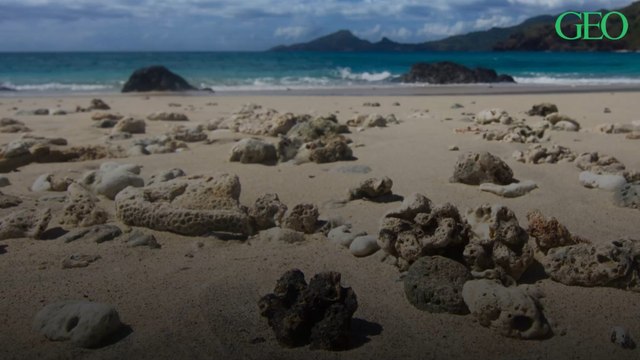 Dans les îles françaises de l'océan Indien, les coraux sont menacés