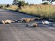 Dans le parc national Kruger, des lions font la sieste sur des routes normalement très fréquentées