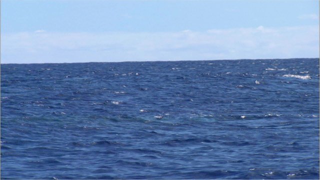 Les baleines à bosse font un retour remarquable à travers le monde