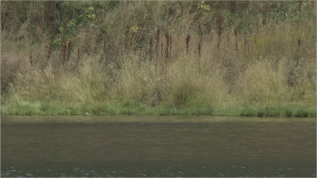 A cause de la douceur de l'hiver, les ours sortent d'hibernation plus tôt que prévu