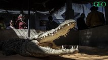 Egypte : à la rencontre des crocodiles domestiqués de Gharb Soheil