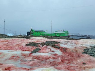 Antarctique : la neige devient rouge sang à cause du réchauffement climatique