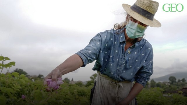 Bosser avec un masque : un comble pour les cueilleurs de la rose à parfum