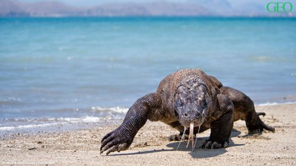 Indonésie : comment se portent les populations de dragons de Komodo ?