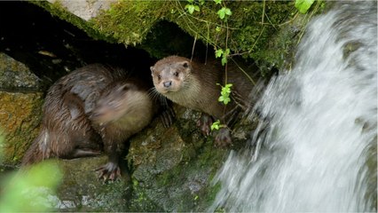 La loutre d'Europe est de retour dans l'Eure après 30 ans d'absence