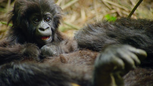 Une planète, deux mondes sauvages : les gorilles des montagnes (extrait)