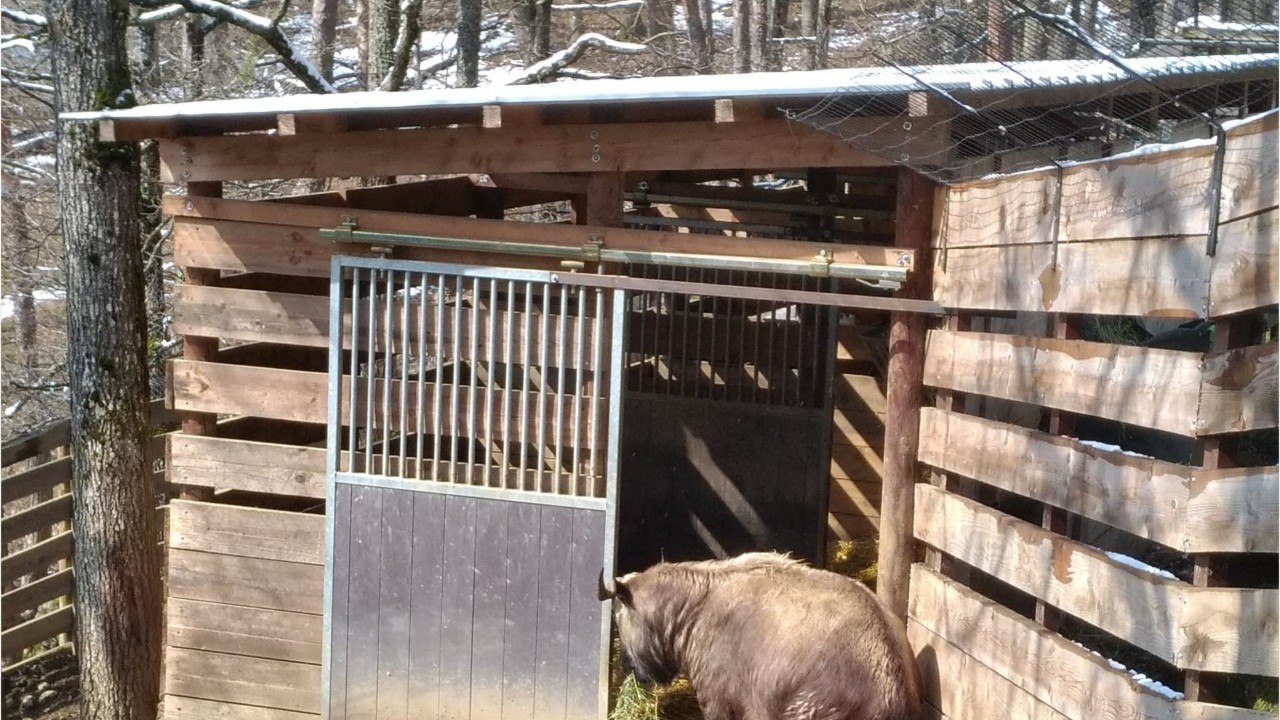 Naissance d'un bébé Takin au Parc animalier d'Auvergne