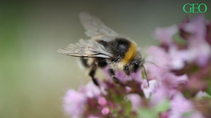 Le changement climatique, première cause du déclin des bourdons ?