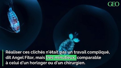 Plongée en Méditerranée à la découverte des joyaux du plancton