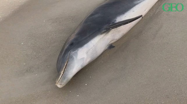 Floride : 20 000 dollars de récompense pour élucider des meurtres de dauphins