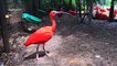 Brésil : découvrez le plus grand parc ornithologique d'Amérique latine