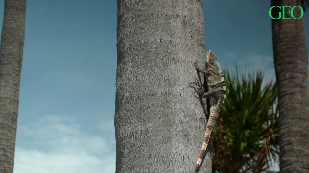 Floride : une vague de froid entraîne une pluie d'iguanes