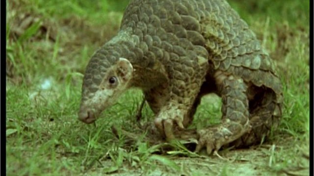 Les pangolins pourraient avoir joué un rôle dans l'apparition du coronavirus