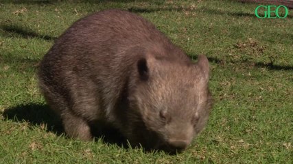 Incendies en Australie : les wombats auraient sauvé d'autres animaux